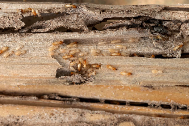 Best Best Pest Control Companies  in Brook Park, OH