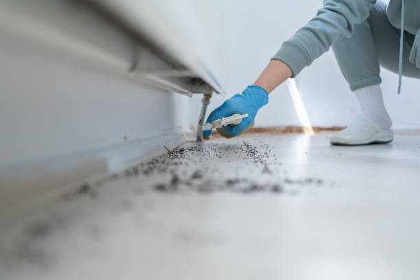 Reliable Brook Park, OH Pest Control Solutions